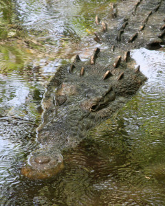 800px-Crocodylus_acutus_mexico_01