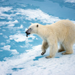 19443086819_c9381874f0_polar-bear-melting-ice