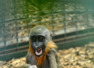 You don’t have to be psychotic and mentally ill to be an Islamic terrorist – but it helps