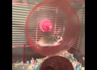 RN Report on Trans Fats – Honestly, who writes this crap?