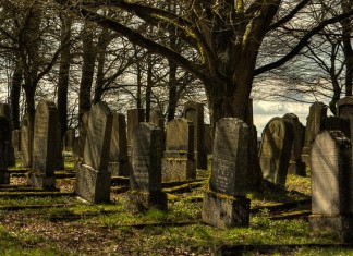 60 fallen trees remembered as ‘some of nature’s true gentlemen’
