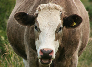 Quote of the Day: Advice for Garry Lyon