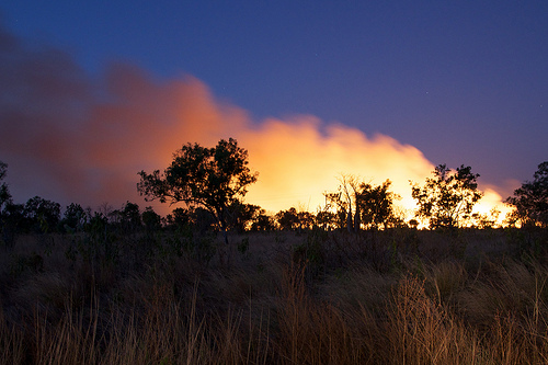 “Billions of Years of Rain Forest” Destroyed in Fires – Quote of the Day