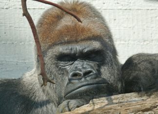 NEWSFLASH – Harambe the gorilla was not “murdered”