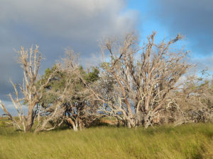 24618747394_0904ccb92d_Eucalyptus-dying