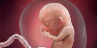 The Womb is Cultural Marxism’s Gas Chamber