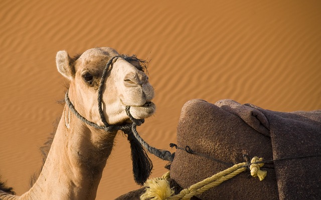 Camel photo