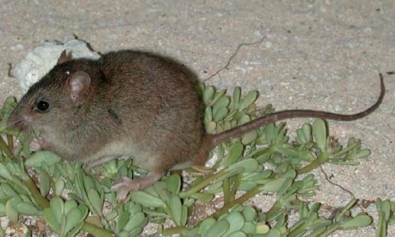 Did Fake Climate Change Kill a Fake Rat Species?