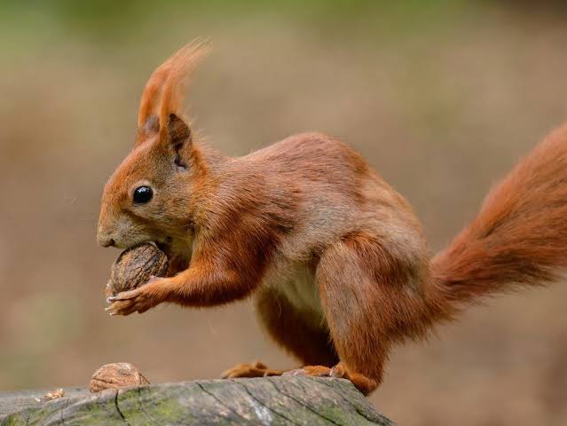 Quote of the Day: The British Red Squirrel