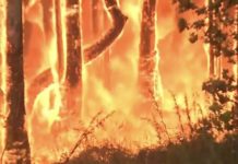 The Australian fires are the fault of us all