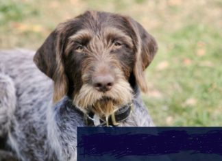 Council SHOOTS DOGS To Save Aboriginals From COVID