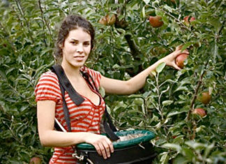 AUSTRALIA WILL STARVE: Fruit Pickers Get Minimum Wage