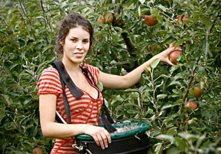 AUSTRALIA WILL STARVE: Fruit Pickers Get Minimum Wage