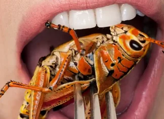 Yes, fake meat advertising is misleading