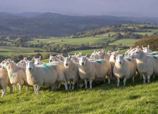 Global Takeover of British Farms