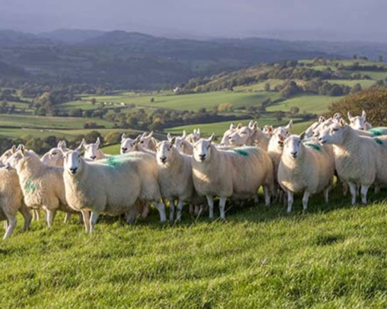 Global Takeover of British Farms