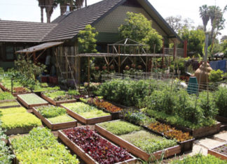 Surviving Covid: Lessons from Permaculture