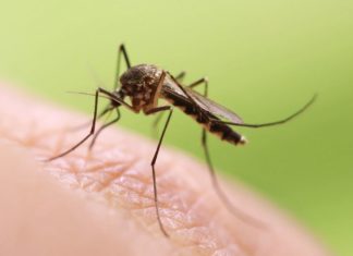 Japanese Encephalitis: New Vaccine Mandates Incoming