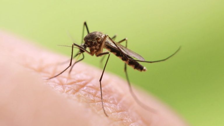 Japanese Encephalitis: New Vaccine Mandates Incoming