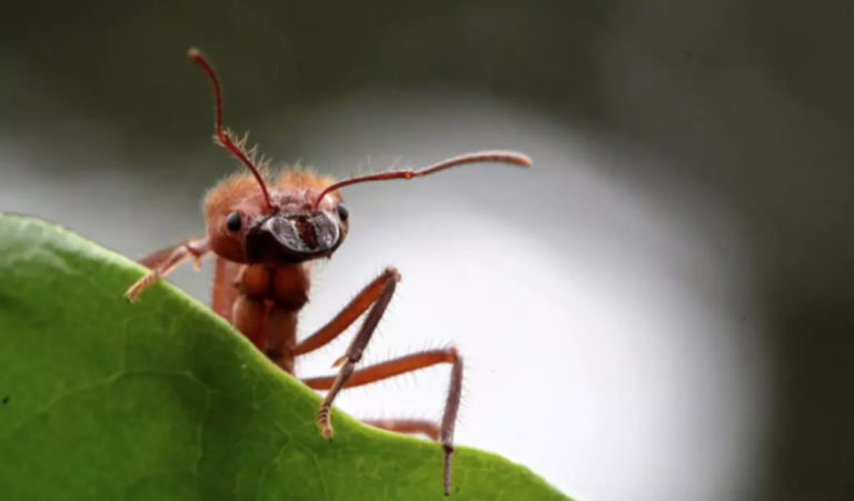 The Globalists are literally telling us they’re going to make us eat bugs