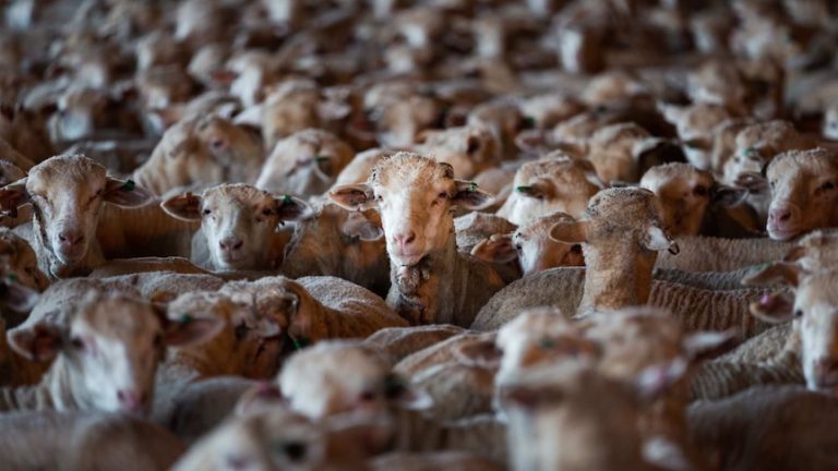 WAR ON MEAT: Labor to ban live sheep exports