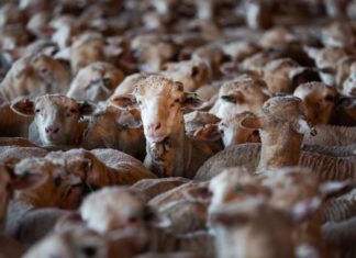WAR ON MEAT: Labor to ban live sheep exports