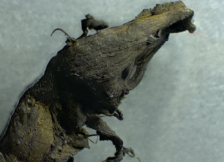 Just another day with pure blood in my veins