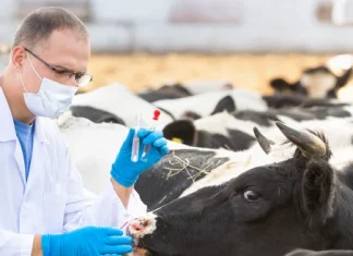 The Plan to Vaccinate Every Cow in Australia