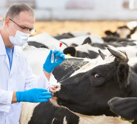 The Plan to Vaccinate Every Cow in Australia