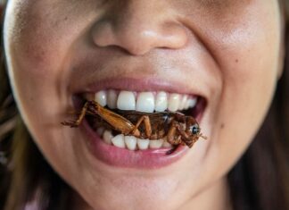 They’re already making kids eat the bugs