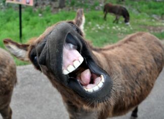 Yassmin admits she is an economic migrant