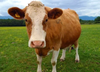 Cow Fart Tax: Australia Plans Methane Tax