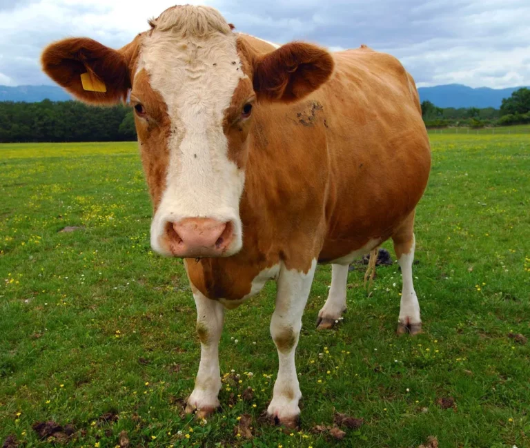 Cow Fart Tax: Australia Plans Methane Tax