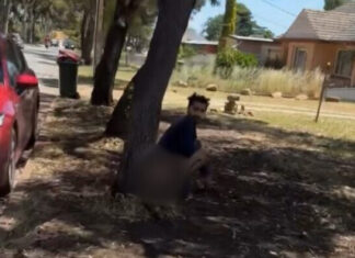 Shining a Light on the Indian concept of Izzat